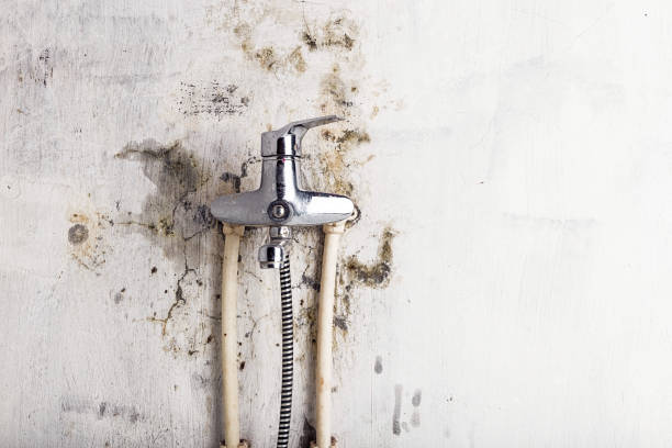 Best Affordable Mold Removal  in Seymour, TX