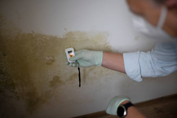 Best Fast Mold Removal  in Seymour, TX