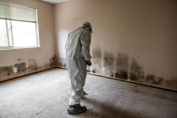 Best Certified Mold Removal  in Seymour, TX