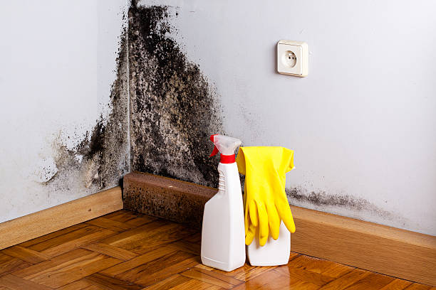 Best Same-Day Mold Removal  in Seymour, TX