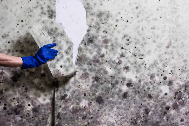 Best Professional Mold Removal  in Seymour, TX